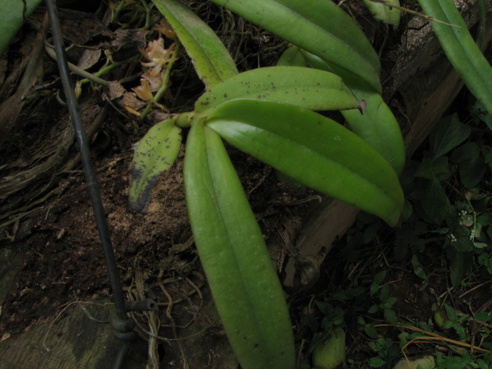 Diaphananthe dorotheae — related species from the same genus
