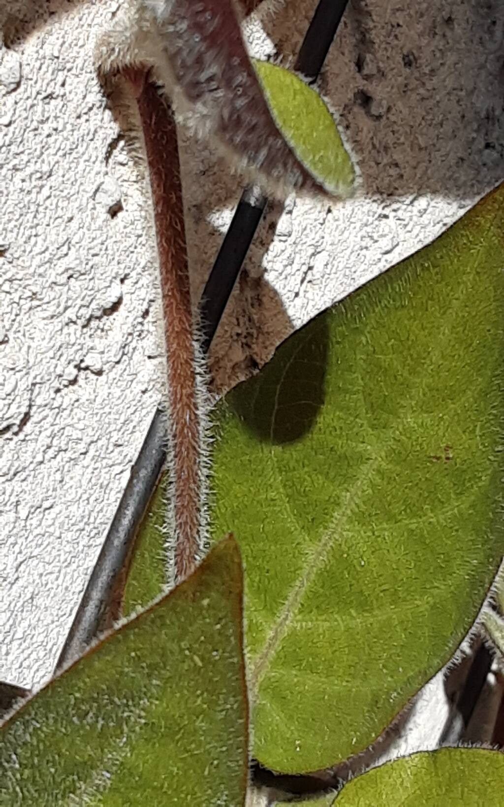 Paederia lanuginosa bark
