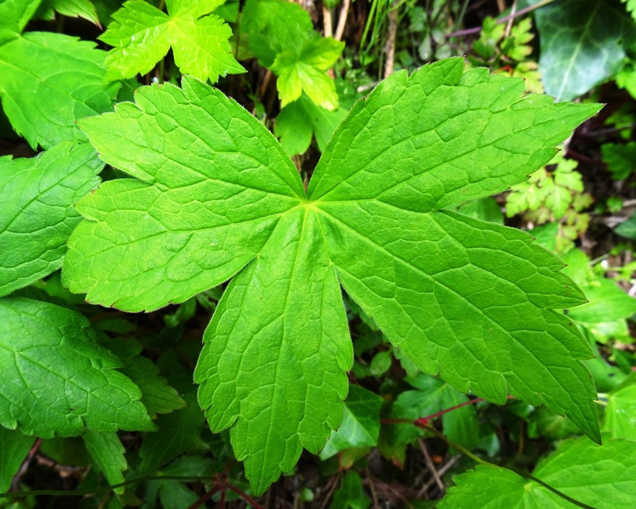 Geranium nodosum leaf