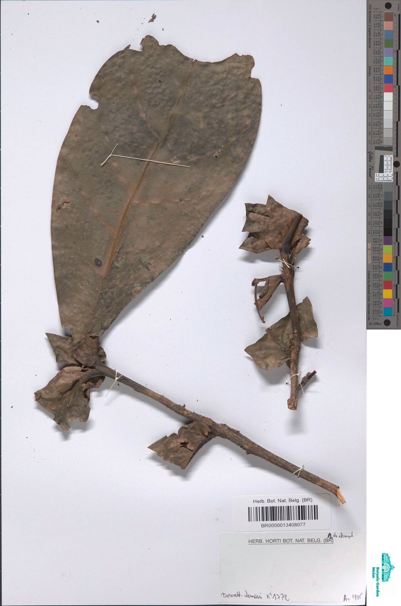 Beilschmiedia auriculata — houseplant care guide