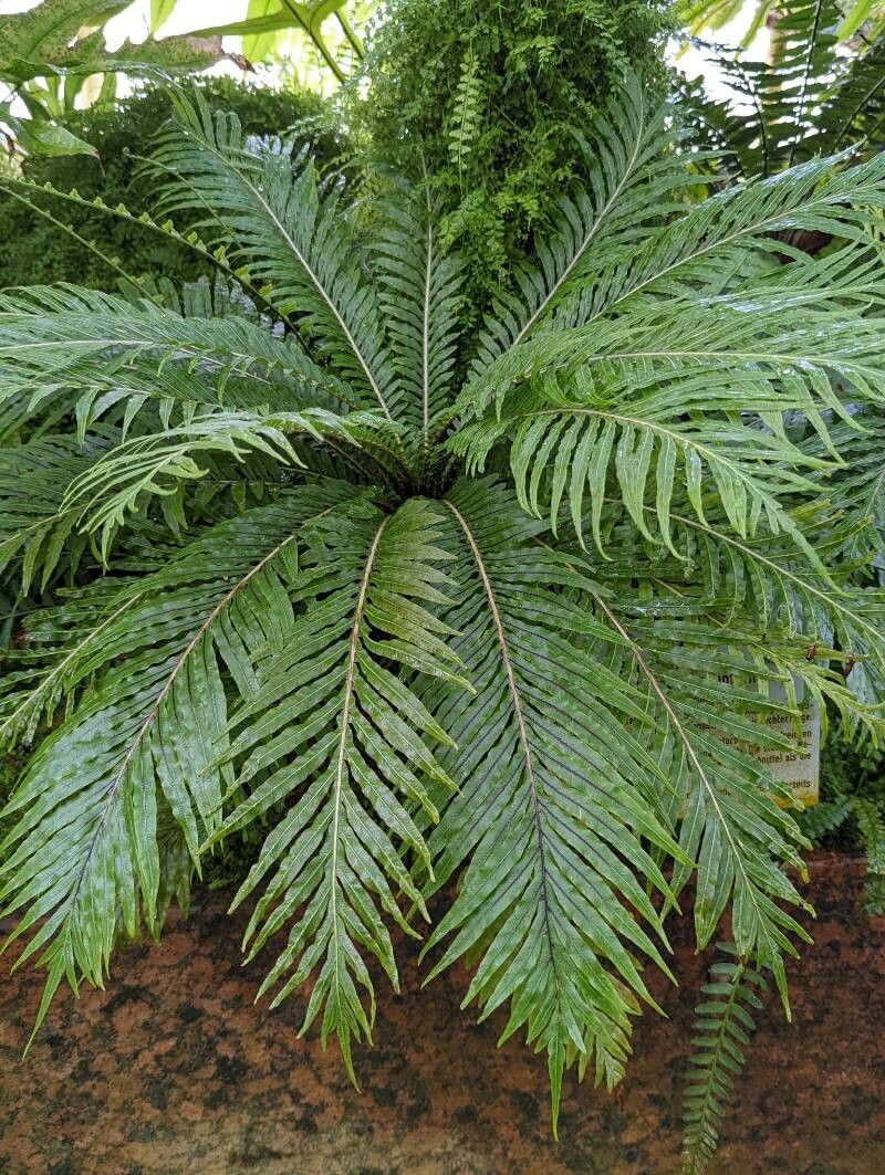 Blechnum gibbum habit