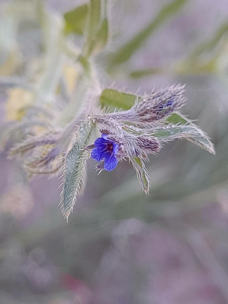 Lappula marginata flower