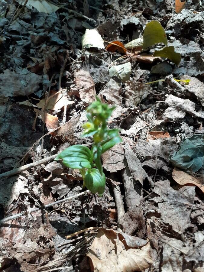 Epipactis albensis flower