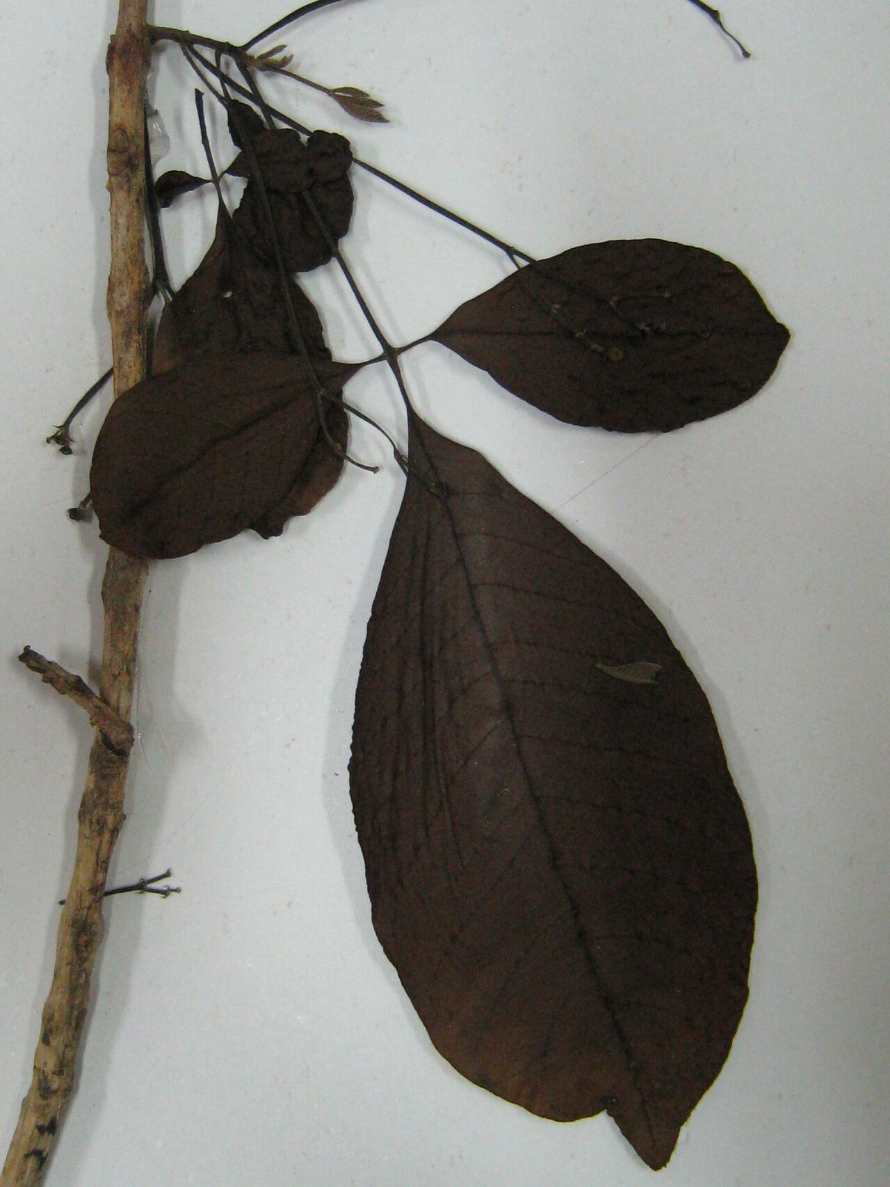 Vitex orinocensis other