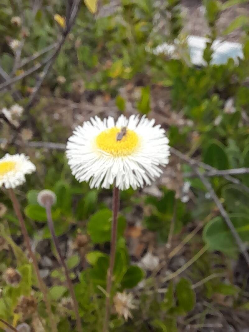 Erigeron procumbens flower