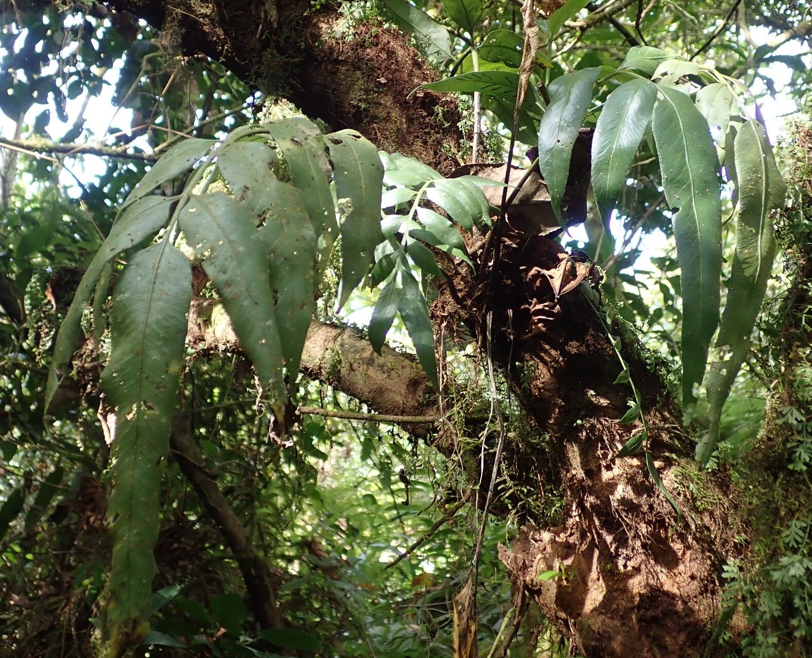 Asplenium gemmiferum habit
