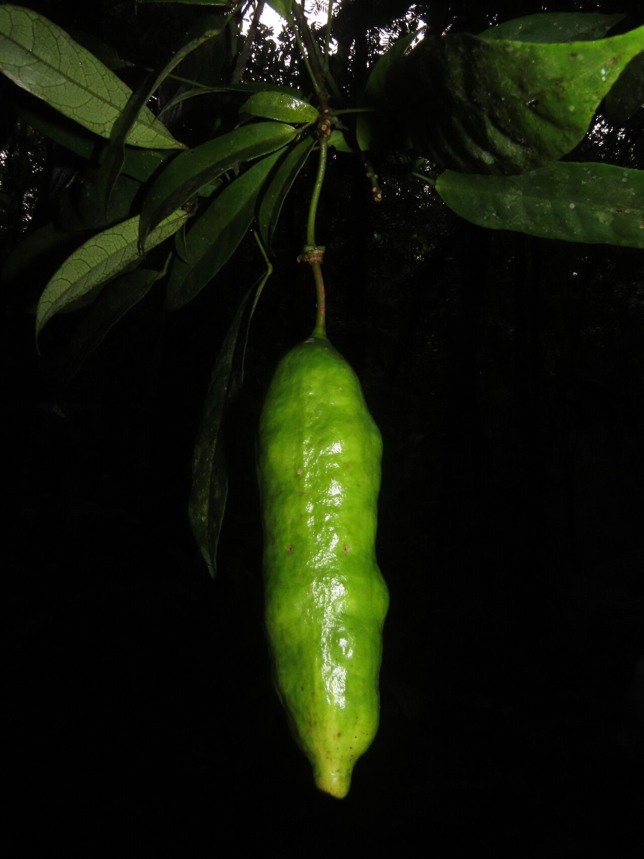 Morisonia discolor fruit