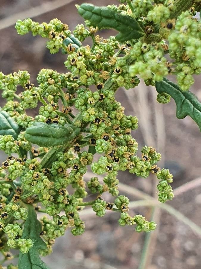 Dysphania schraderiana fruit