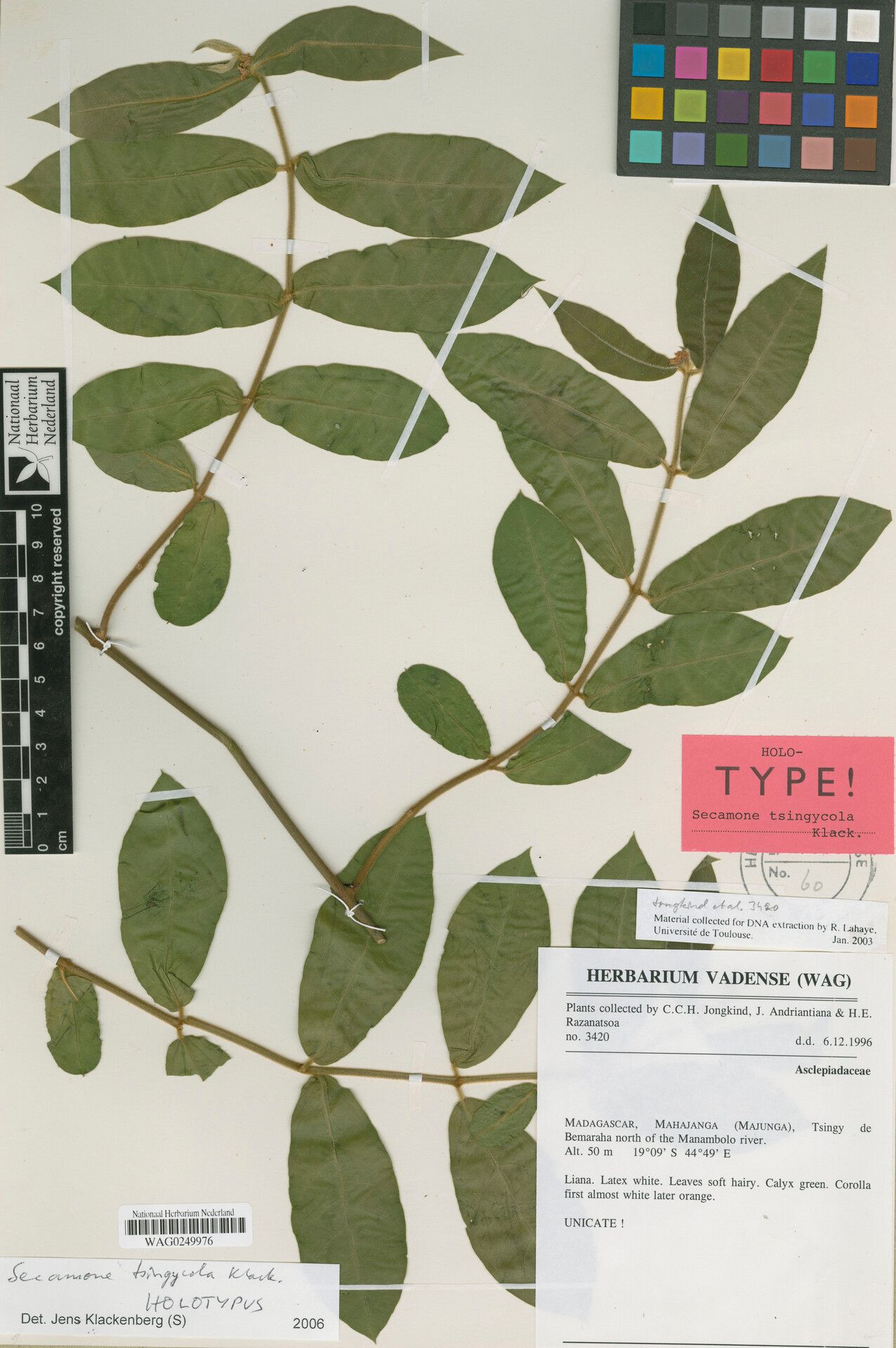 Secamone tsingycola — houseplant care guide