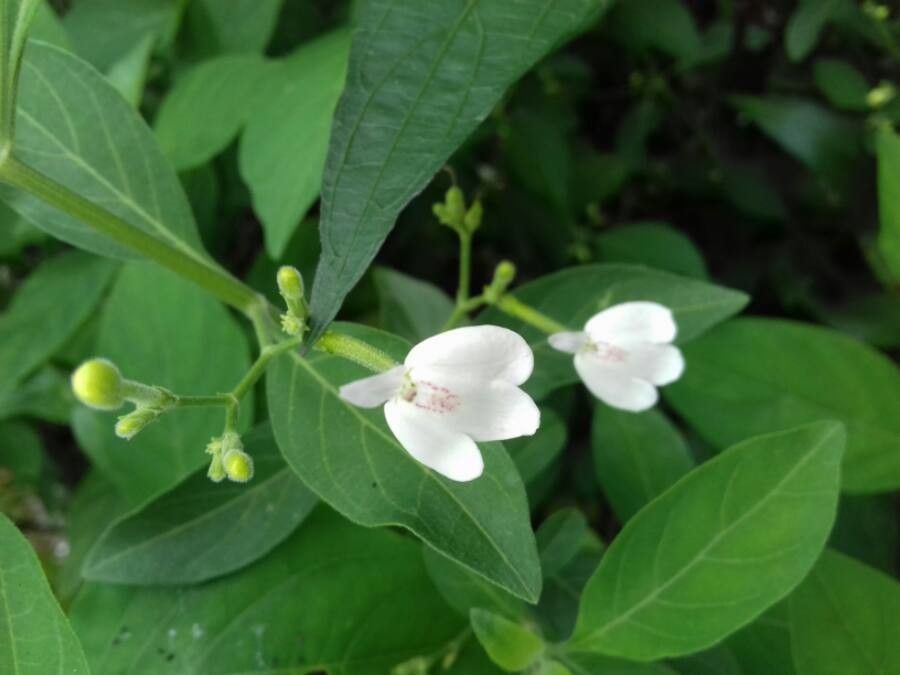 Hydrangea chinensis habit