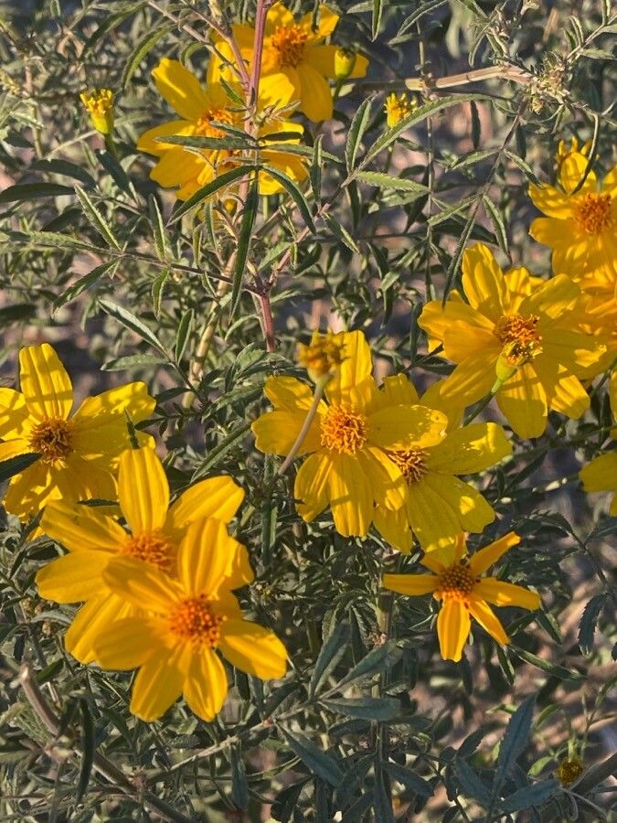 Tagetes lemmonii flower