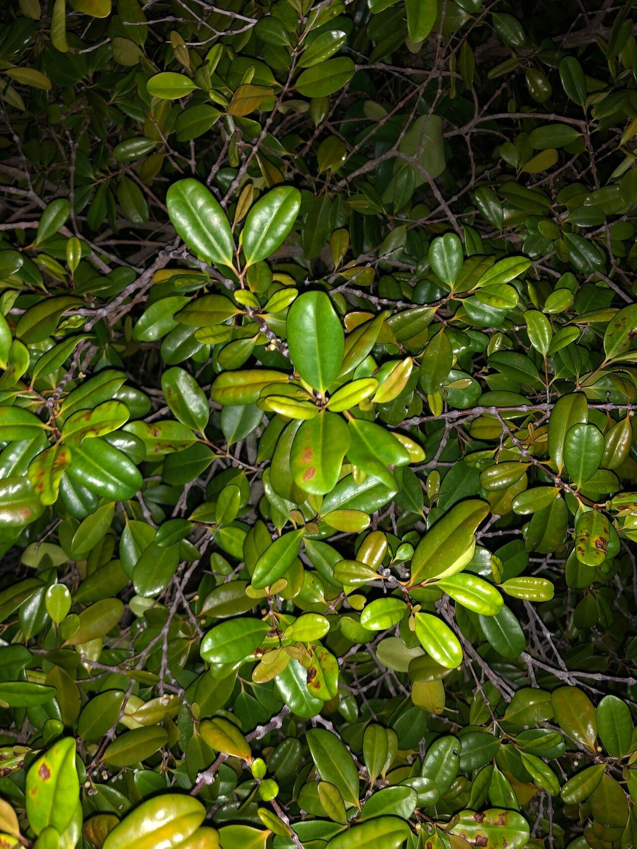 Memecylon elaeagni — houseplant care guide