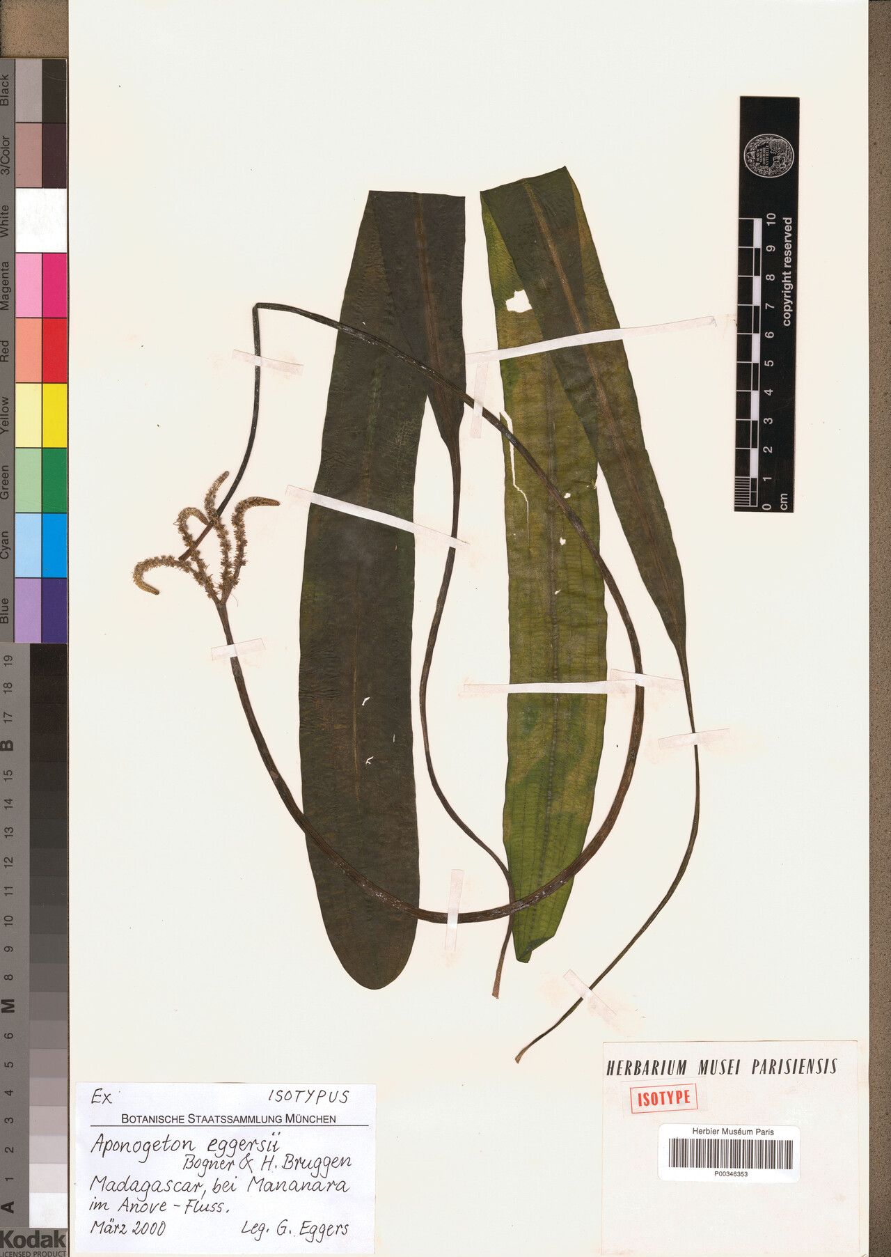 Aponogeton eggersii — houseplant care guide