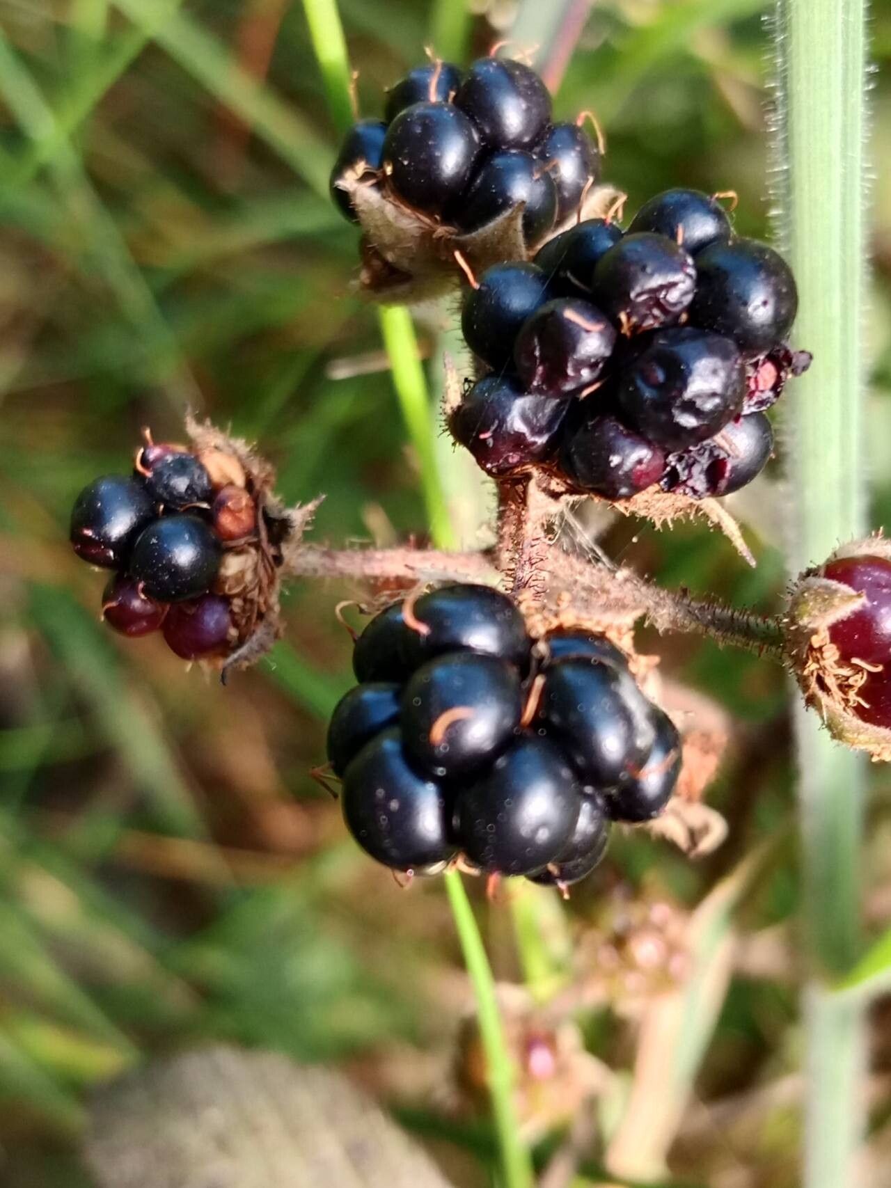 Rubus nigricans fruit