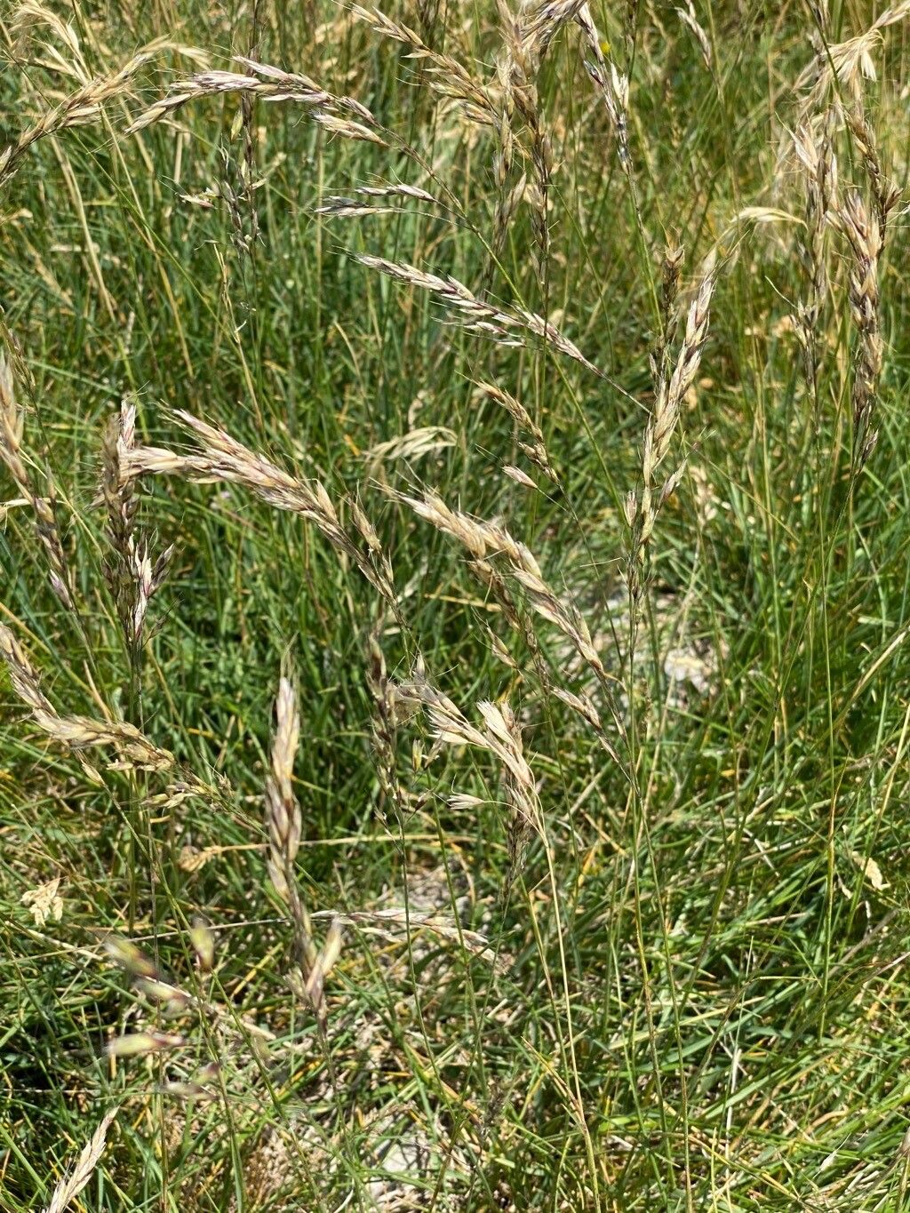 Helictotrichon sedenense leaf