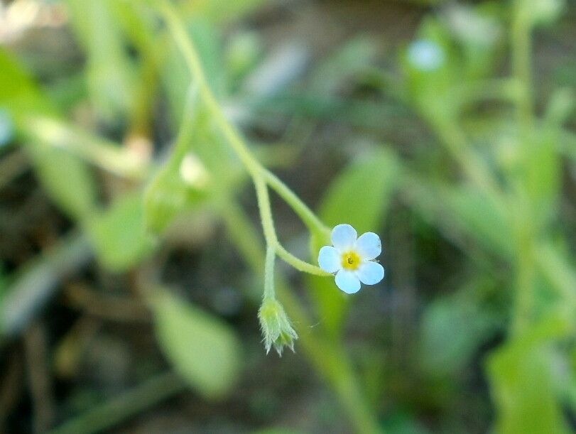 Myosotis sparsiflora flower