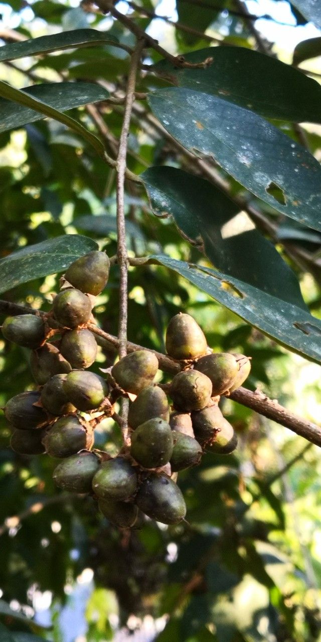 Lagerstroemia tomentosa fruit