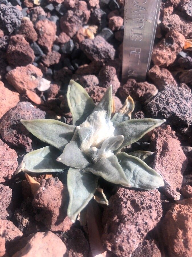 Ariocarpus retusus — related species from the same genus