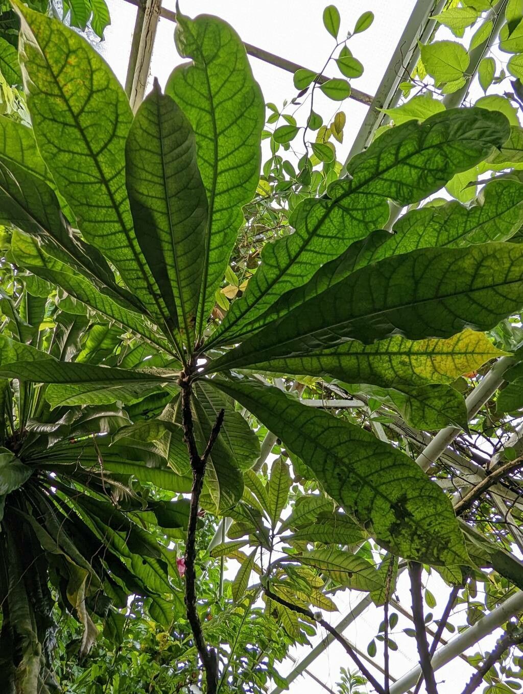 Amphitecna macrophylla — related species from the same genus