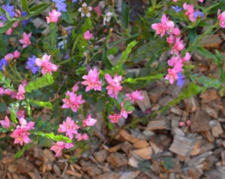 Boronia serrulata flower