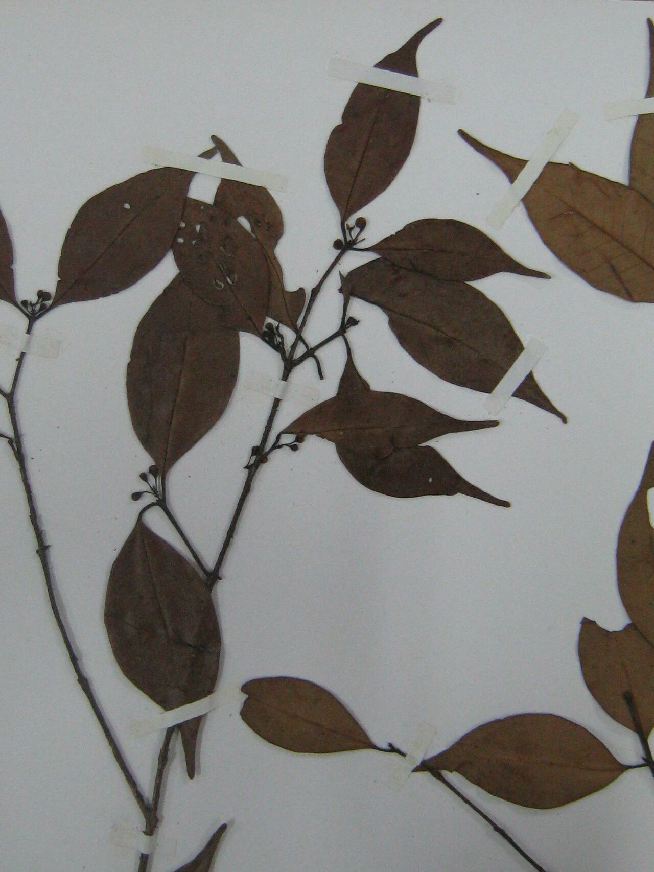 Eugenia cowanii other