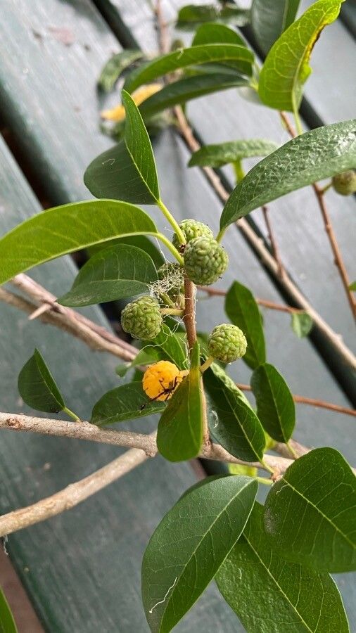Maclura cochinchinensis fruit
