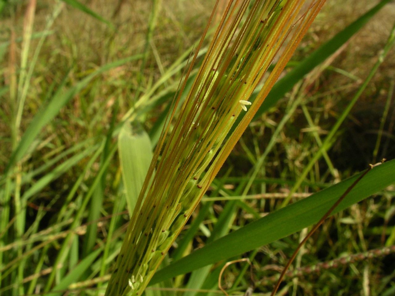 Oryza barthii bark