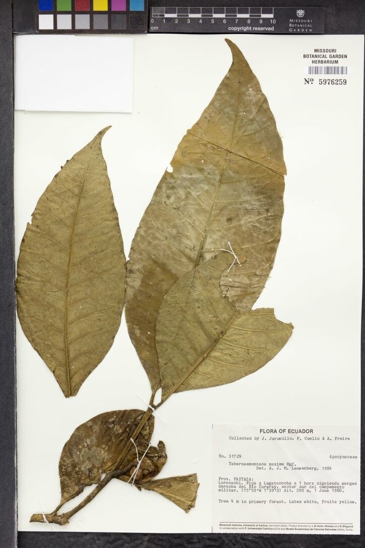 Tabernaemontana maxima — search result for 'Tabernaemontana'