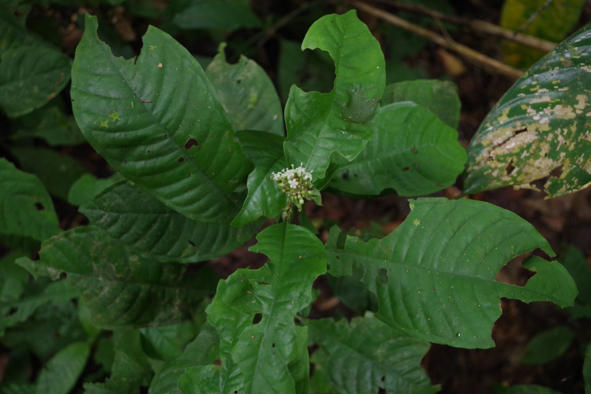 Psychotria stenostegia — houseplant care guide