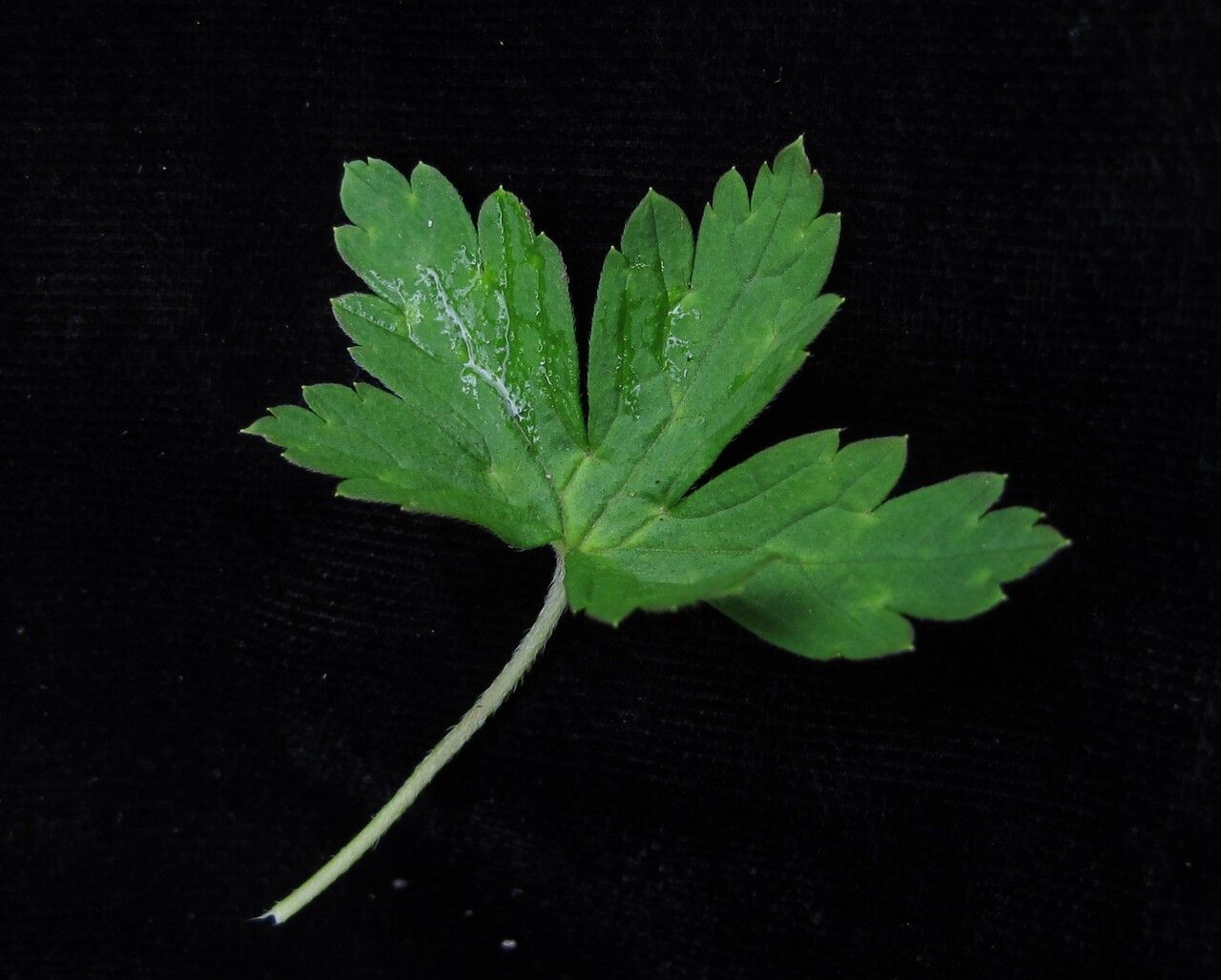 Geranium nepalense other