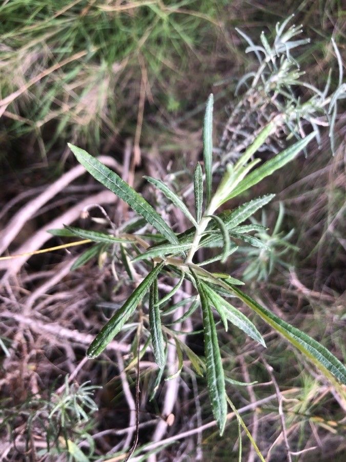 Phagnalon saxatile — houseplant care guide