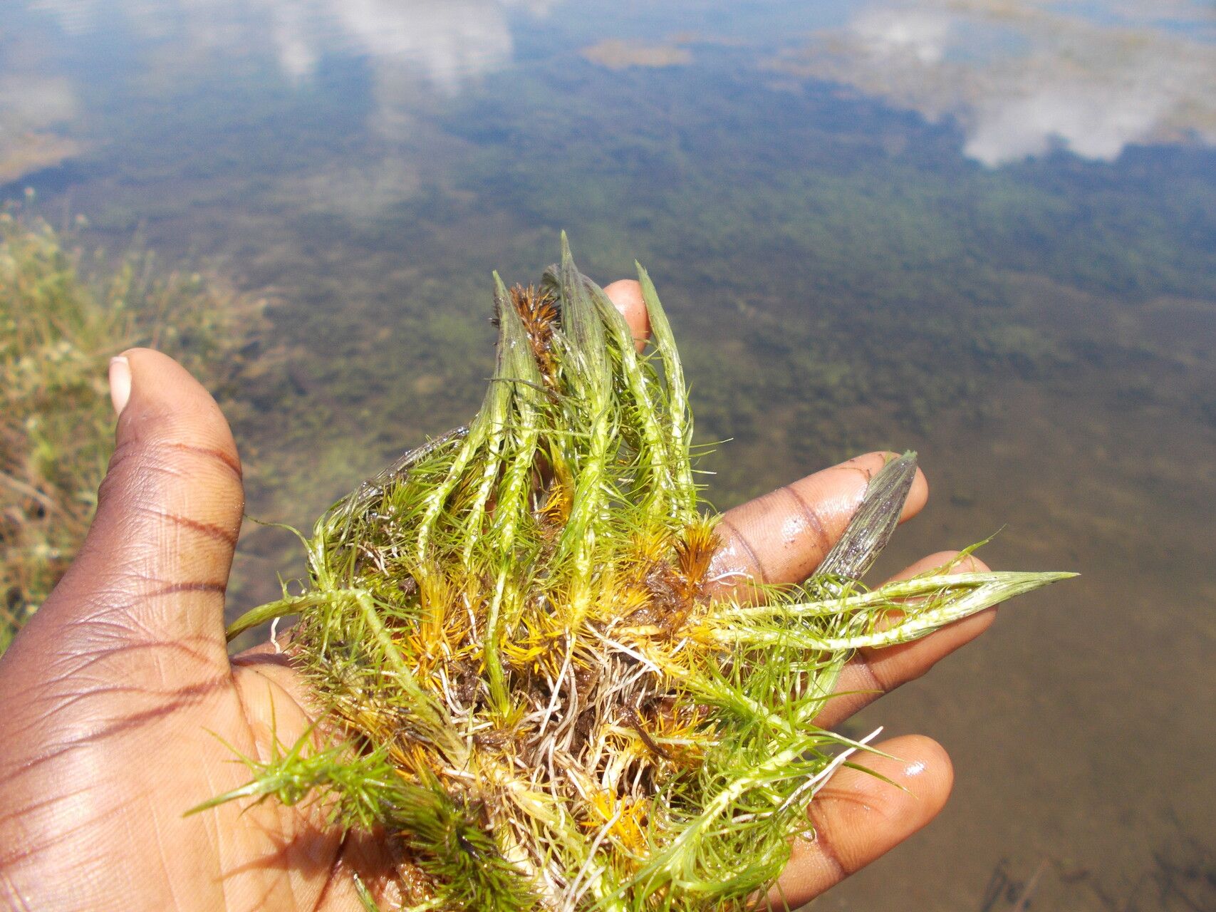 Mayaca baumii — related species from the same genus