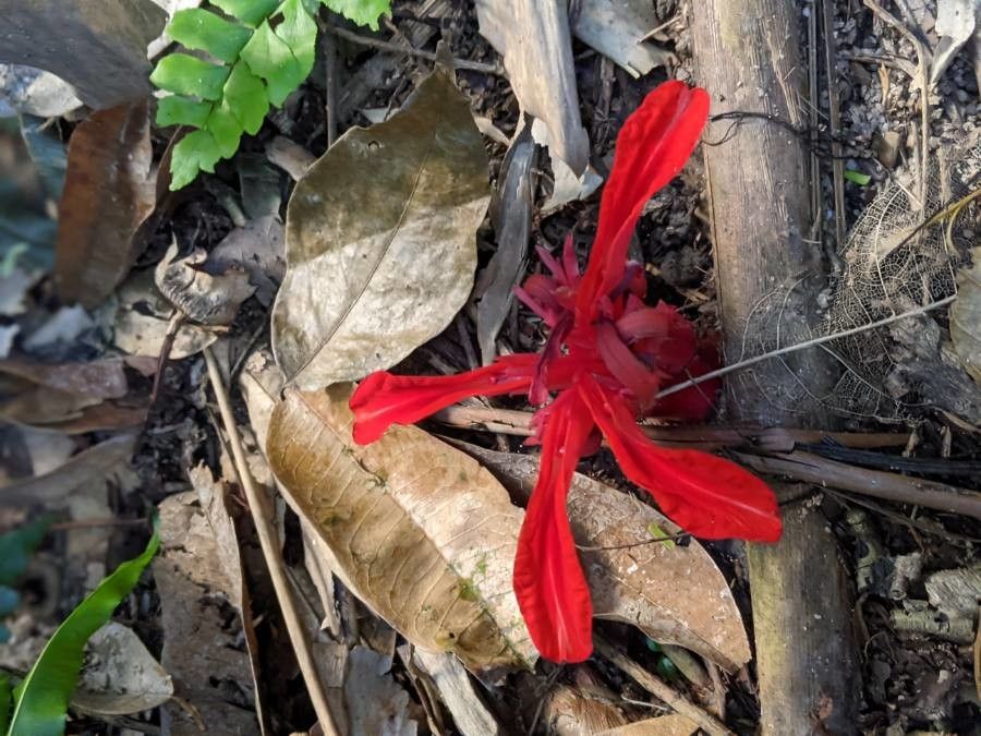Etlingera araneosa flower