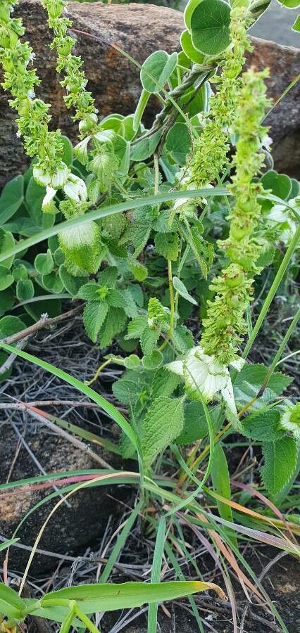 Platostoma hildebrandtii — related species from the same genus