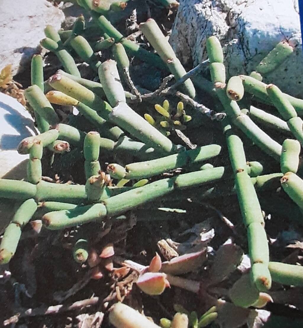 Euphorbia burmanni — houseplant care guide