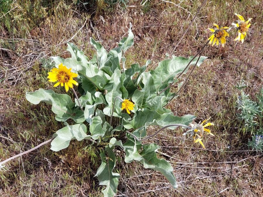 Balsamorhiza sagittata habit