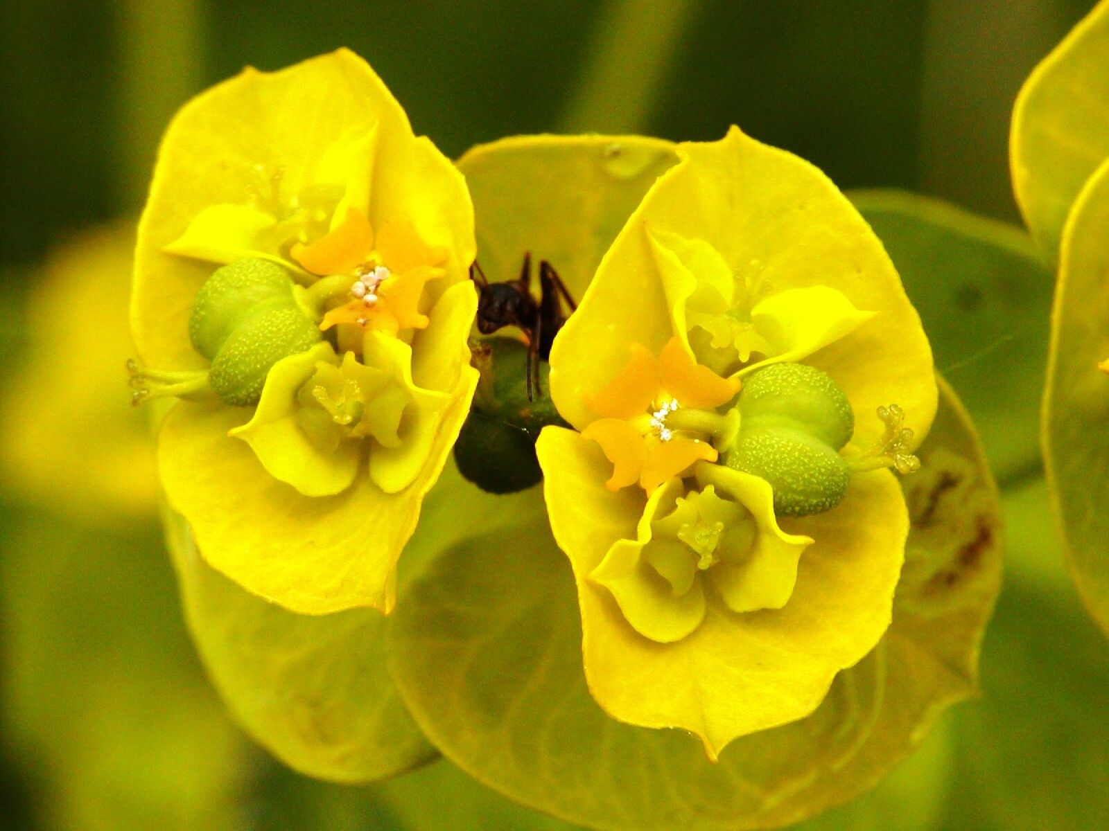 Euphorbia salicifolia flower