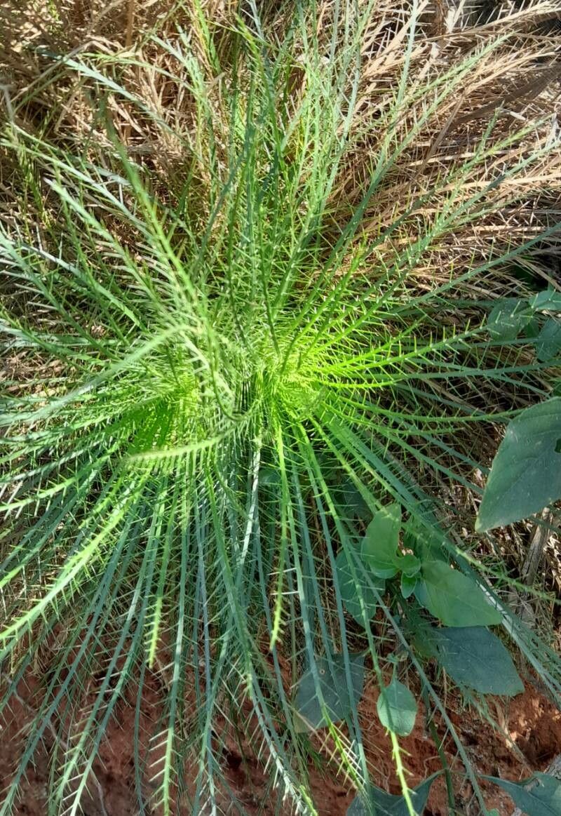 Eryngium pristis habit
