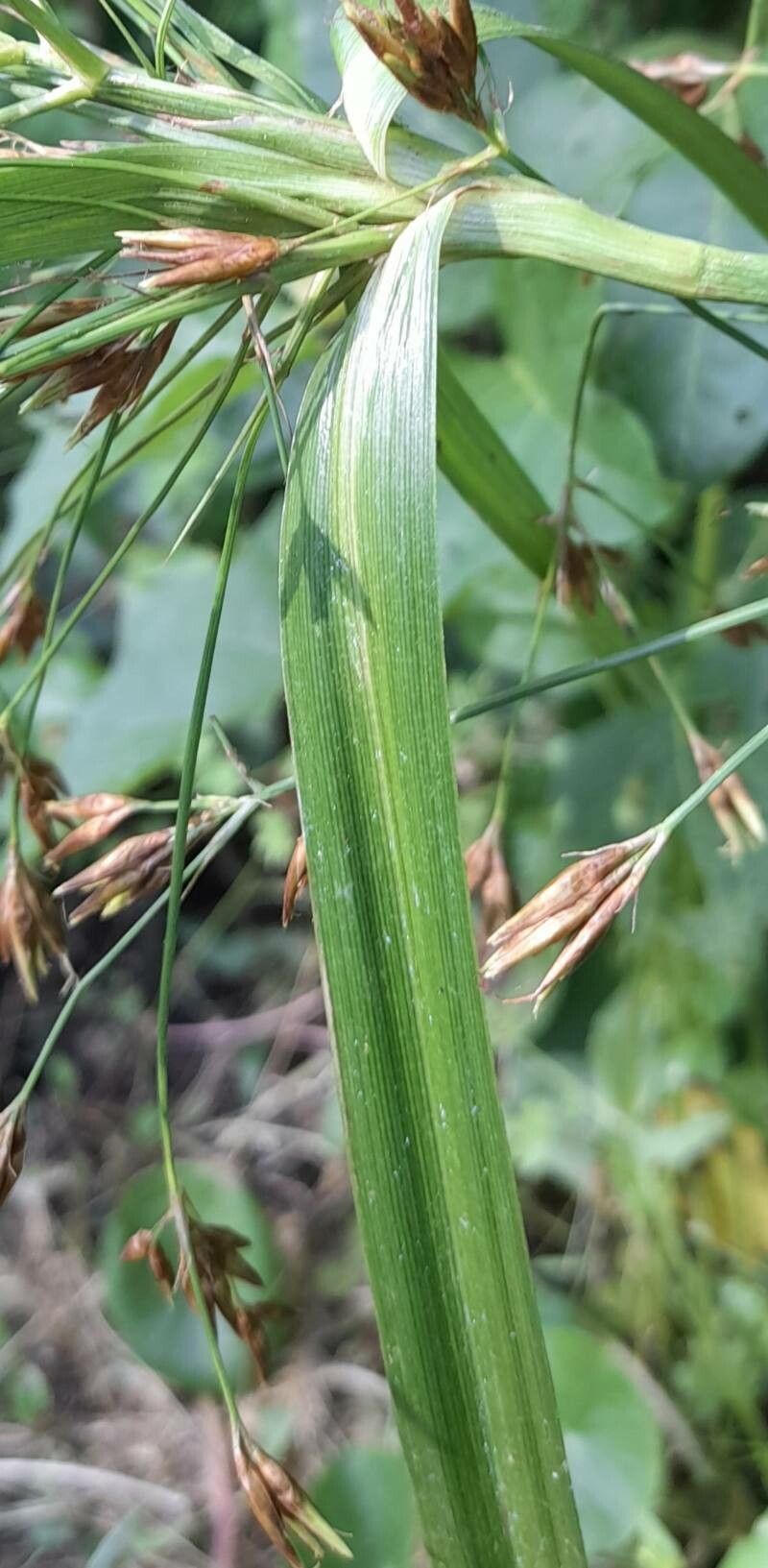 Rhynchospora corymbosa — houseplant care guide