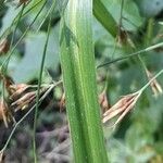 Rhynchospora corymbosa