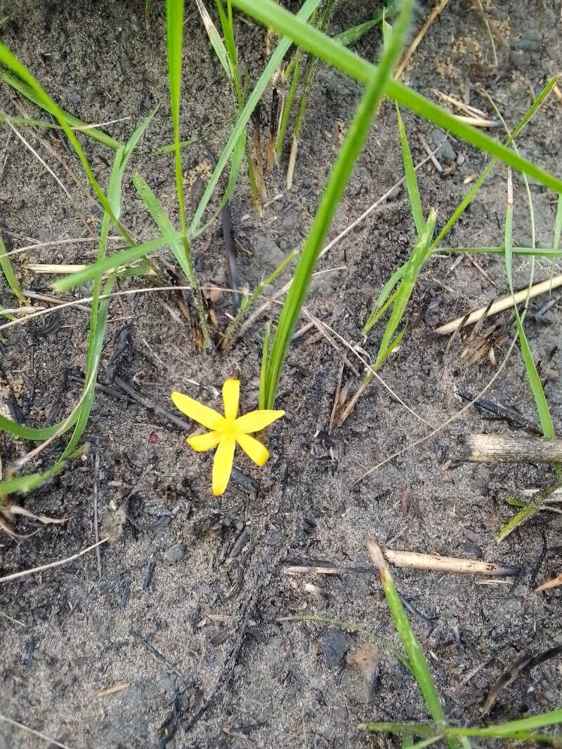 Curculigo pilosa flower