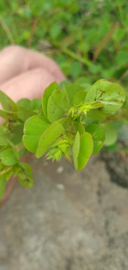 Chamaecrista rotundifolia leaf