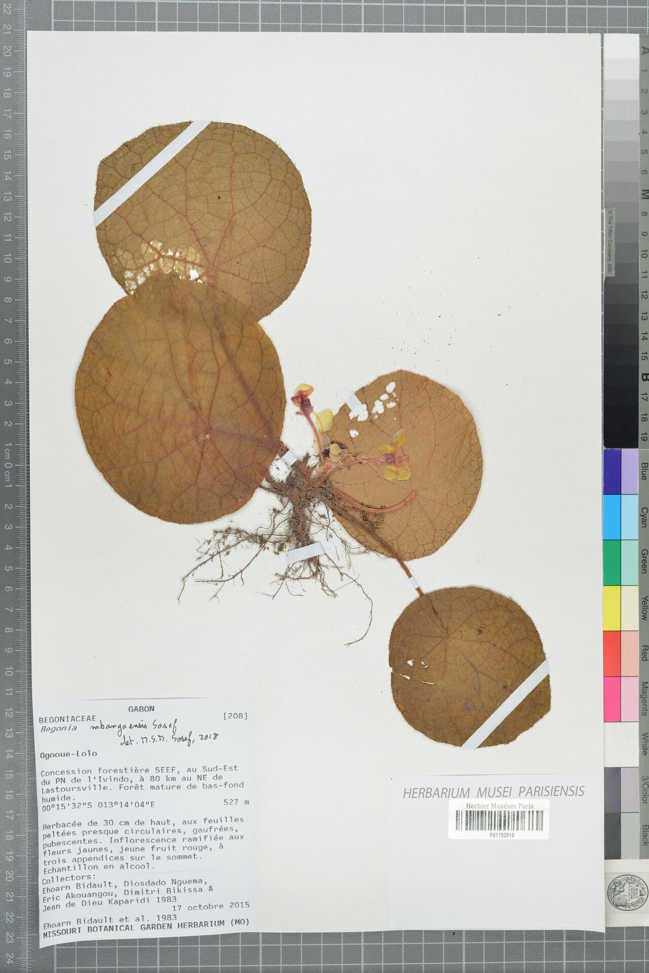 Begonia mbangaensis — houseplant care guide