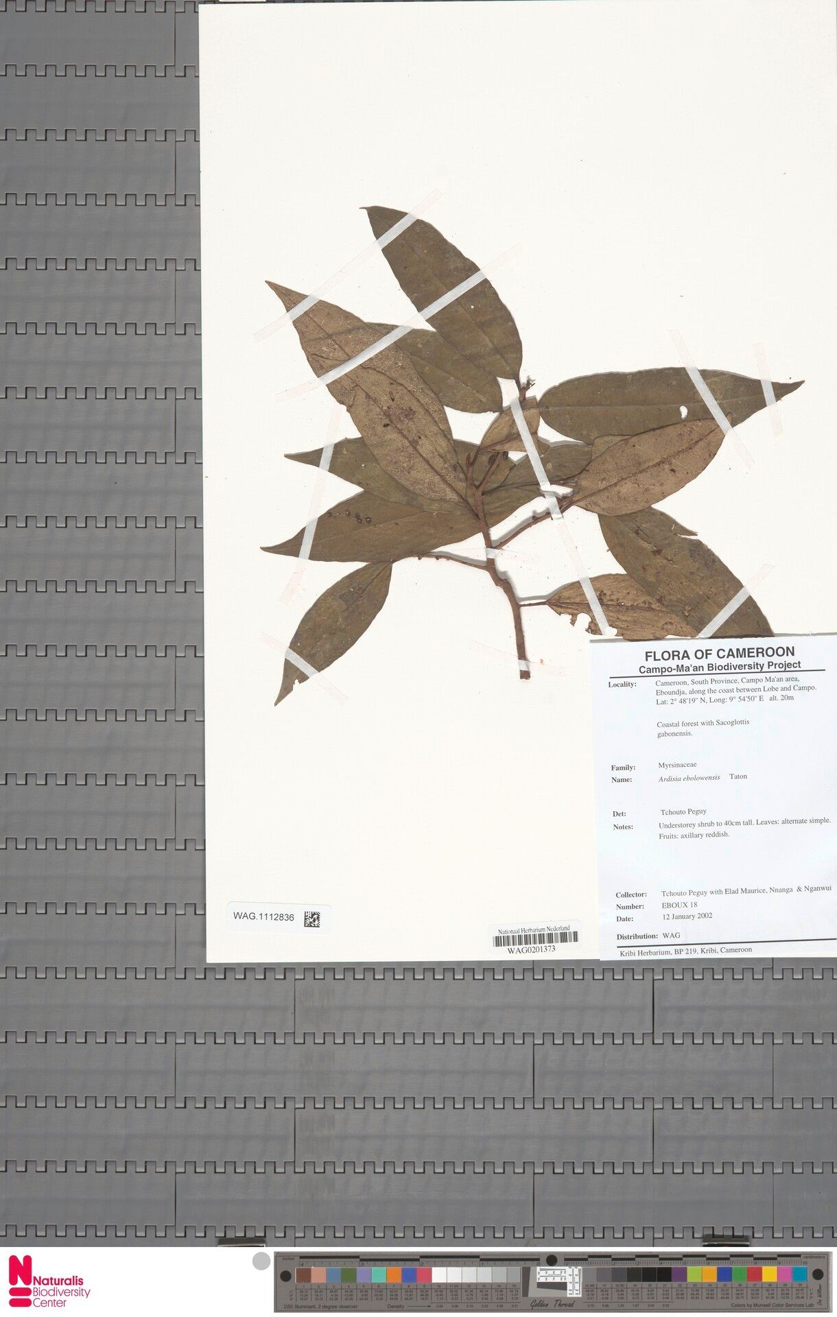 Ardisia ebolowensis — houseplant care guide