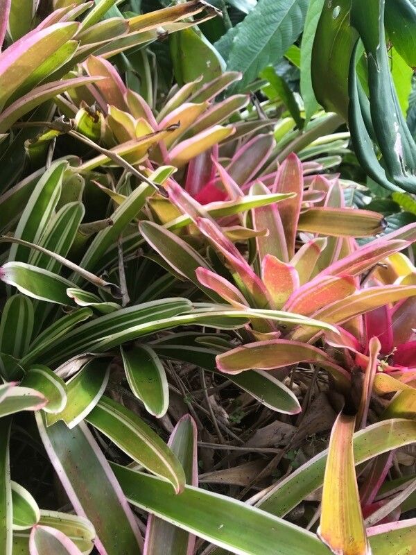 Billbergia amoena