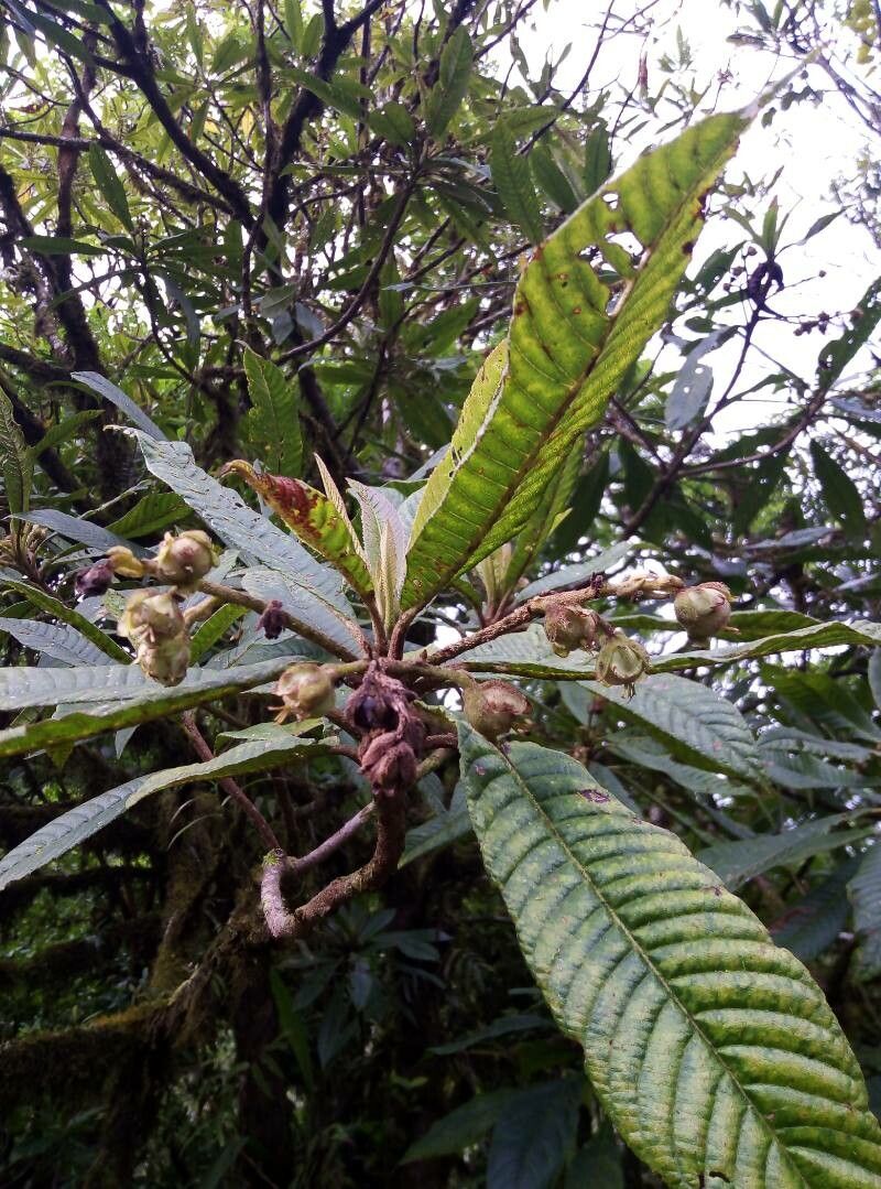 Saurauia montana fruit