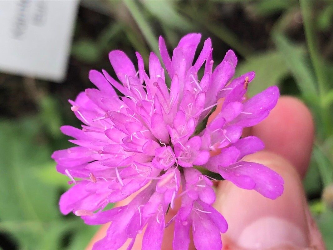 Knautia carinthiaca — related species from the same genus