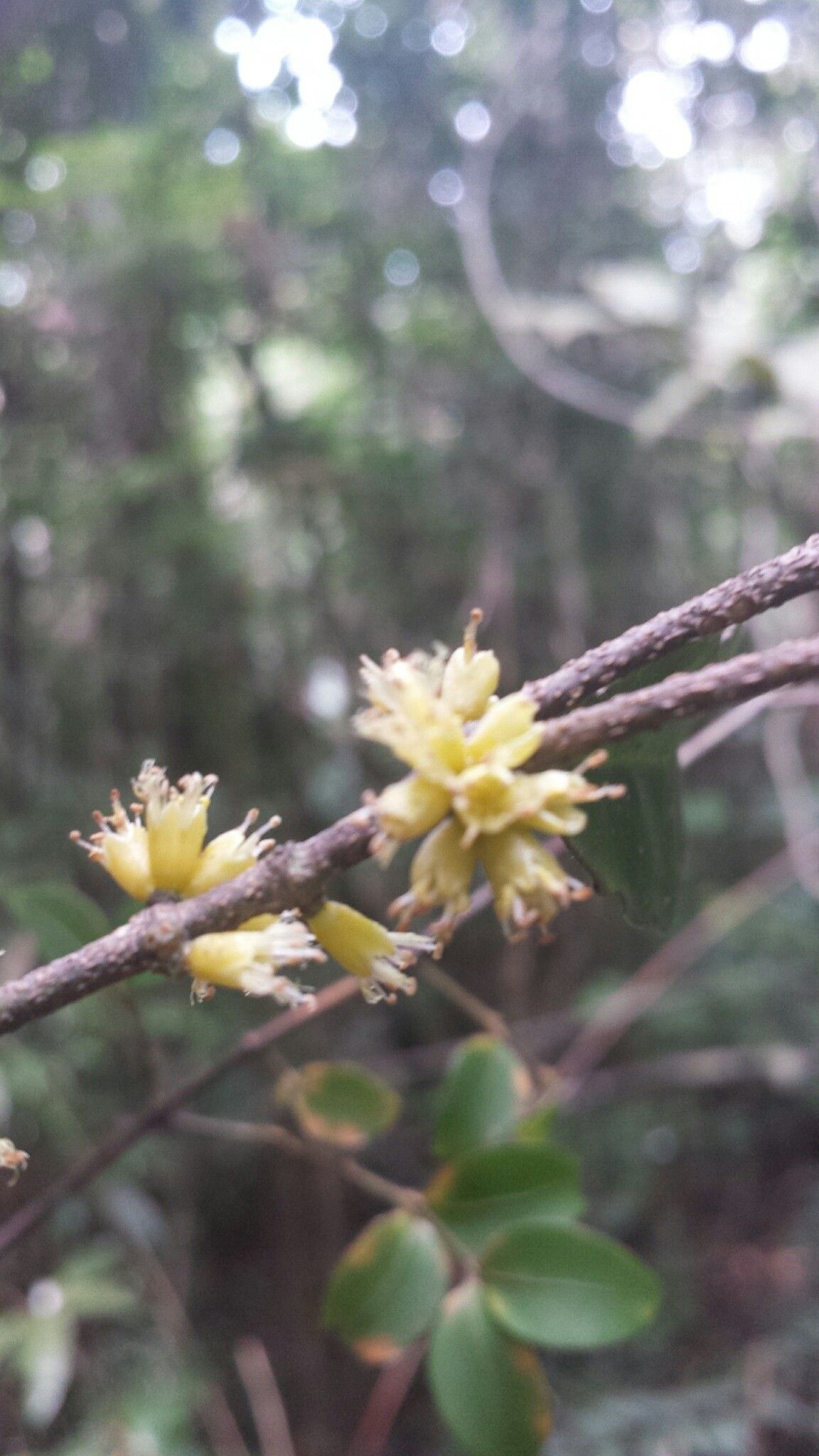 Cassipourea lanceolata flower