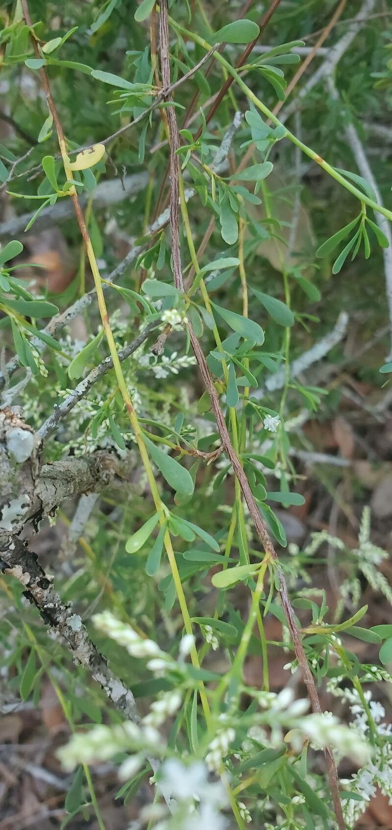 Polygonella gracilis — related species from the same genus