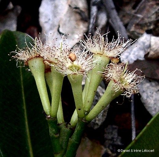 Syzygium koniamboense fruit